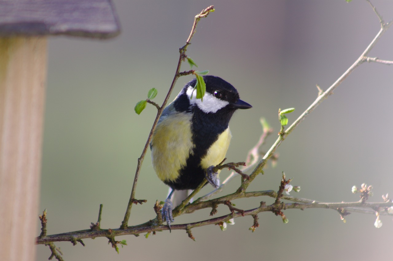 How to Build a DIY Birdhouse for Your Garden